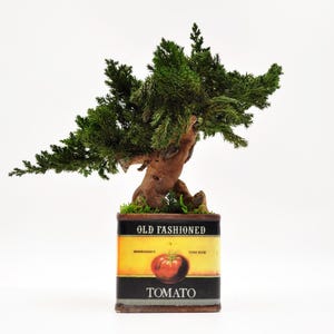 Preserved Bonsai Decor in Tomato Pot | Eco-Friendly Handmade Accent 11” x 4” | Rustic Ceramic Gift | Zero-Maintenance Indoor Greenery