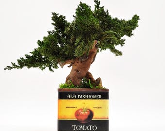Decor bonsaiboom: handgemaakte keramische tomatenpot, onderhoudsvrij groen