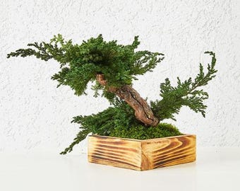 Bonsai Tree Preserved Decor: Japanese Zen Table Accent, Eco-Friendly Greenery