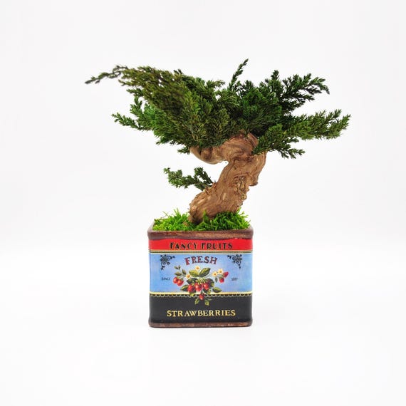 Preserved Bonsai Tree Ceramic Strawberry Pot: Zero-care Indoor Decor - Etsy