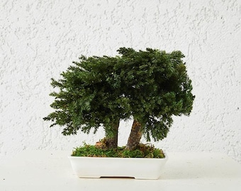 Bonsai met jeneverbessen in keramische pot: milieuvriendelijk Japans decor