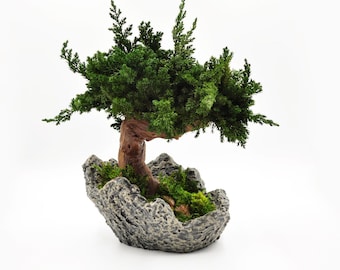 Natuurlijke jeneverbesbonsaiboom | 14'' x 10'' 3D-geprinte PLA-pot | Onderhoudsvrije fabriek | Milieuvriendelijk zen-decor | Cadeau in Japanse stijl
