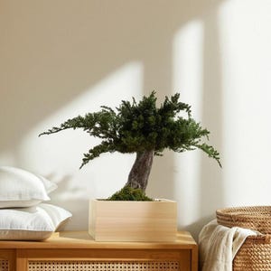 Decoración de bonsái en maceta de madera: musgo preservado, estilo zen ecológico