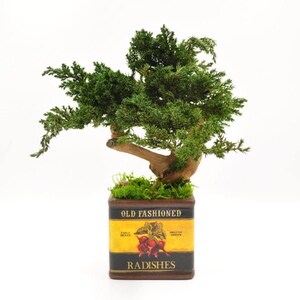 Può includere: Un piccolo bonsai con fogliame verde brillante e un tronco curvo. L'albero è piantato in un contenitore rettangolare con un'etichetta in stile vintage che recita "Old Fashioned Radishes" e presenta un'illustrazione di ravanello. Il contenitore è marrone e nero.