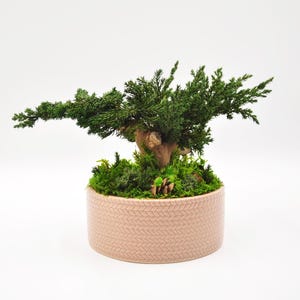 Preserved Bonsai-Style Decor in Ceramic Pot | Zero-Maintenance Zen Accent | Eco-Friendly Japanese-Inspired Home Decor | 7” x 6”