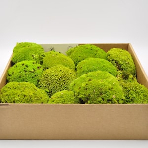 Preserved Moss Balls for DIY Projects | Moss Balls for Terrariums | Moss Wall, Craft Supply | Botanical Decor & Floristry Use