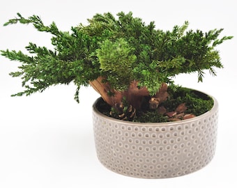 Geconserveerde bonsaiboomdecoratie: Japanse zenstijl, keramische pot, 7 x 6 inch