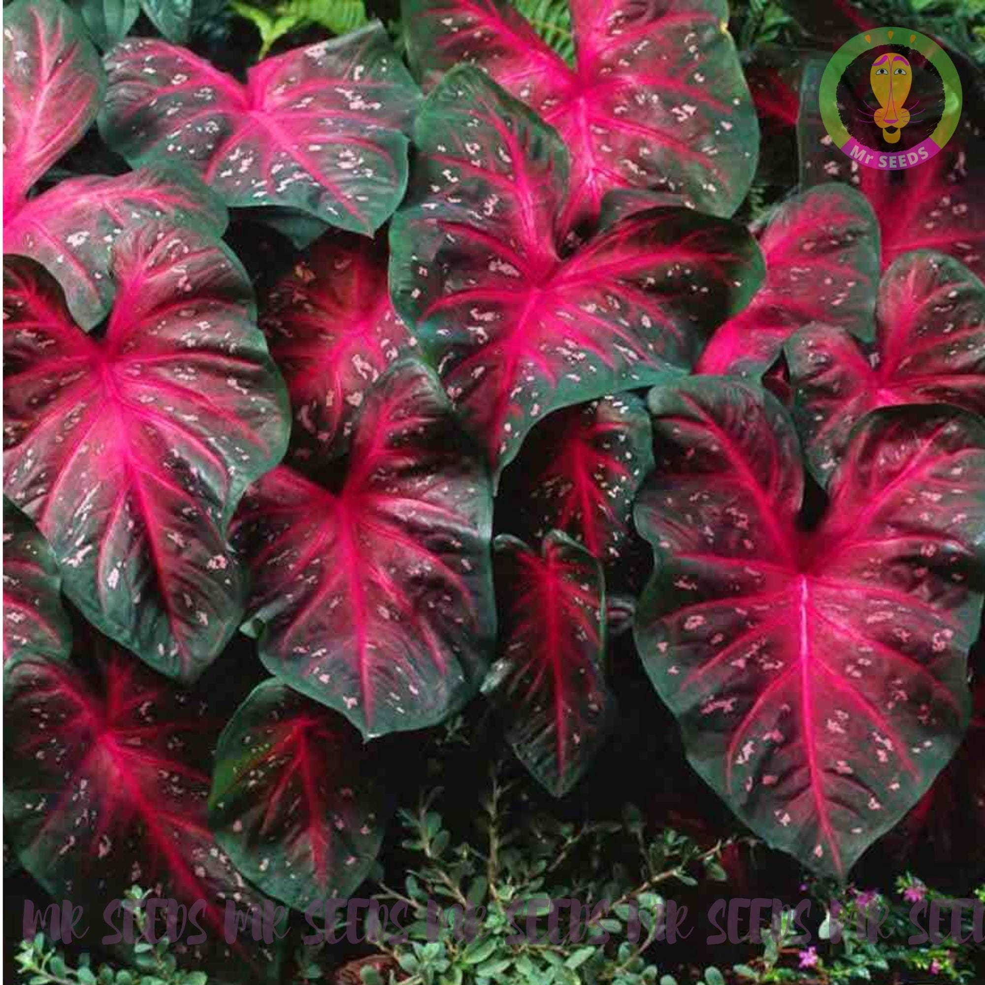 70 Graines De Caladium Rose à Planter - Plante D'intérieur Ou D'extérieur Facile à Cultiver