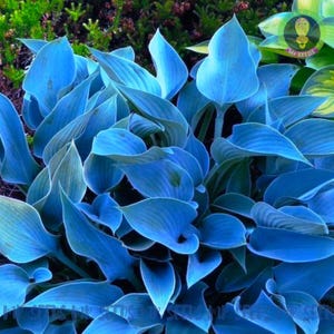 Puede incluir: Primer plano de un grupo de plantas de hosta azules con hojas grandes y puntiagudas. Las hojas son de un color azul verdoso vibrante y tienen una textura lisa y brillante.