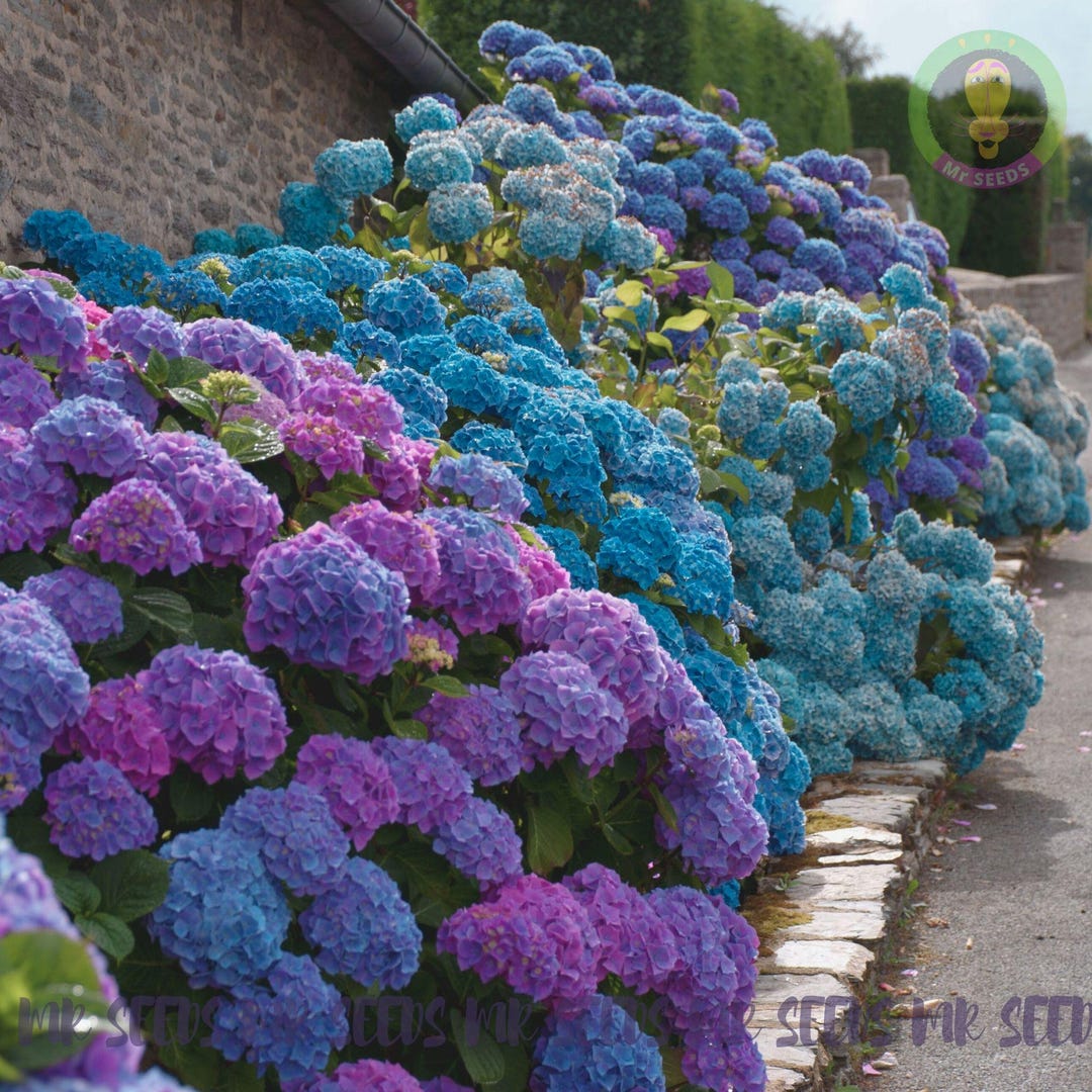 20 Seeds Hydrangea Mixed Colors | Colorful Flowering Shrub for