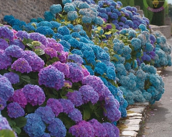 Può includere: Una fila di cespugli di ortensie con fiori blu, viola e rosa. I fiori sono in piena fioritura e creano uno splendido spettacolo di colori.