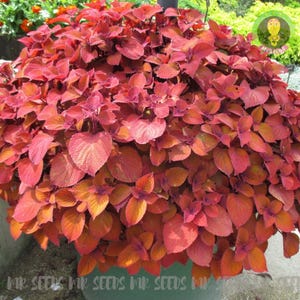 20 Seeds Coleus Wizard Sunset | Coleus blumei | Non-GMO | Suitable for indoor cultivation |