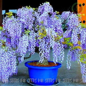 Può includere: Un bonsai di glicine con fiori viola a cascata. L'albero è piantato in un vaso blu vibrante. L'immagine mostra un primo piano della pianta, evidenziando i delicati fiori e la struttura dell'albero. Il tema generale è la natura e il giardinaggio.