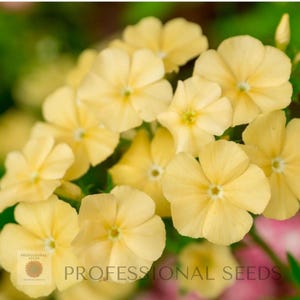50 Phlox Seeds Mix Color | Garden Phlox (Phlox paniculata) | Non-GMO |