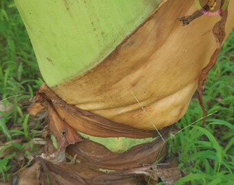 alocasia riesen elefantenohr Alocasia macrorrhiza 