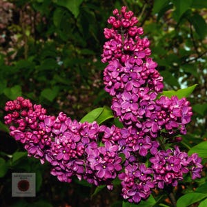 50 Lilac Seeds Mix Color | Syringa vulgaris | Non-GMO | Fragrant Flowering Shrub |
