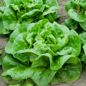 100 Seeds Butterhead Lettuce Seeds | Lactuca sativa | Organic Non-GMO seeds |
