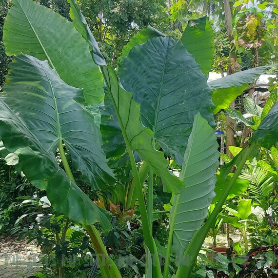 kaktus cereus peruvianus Cereus peruvianus main image 1