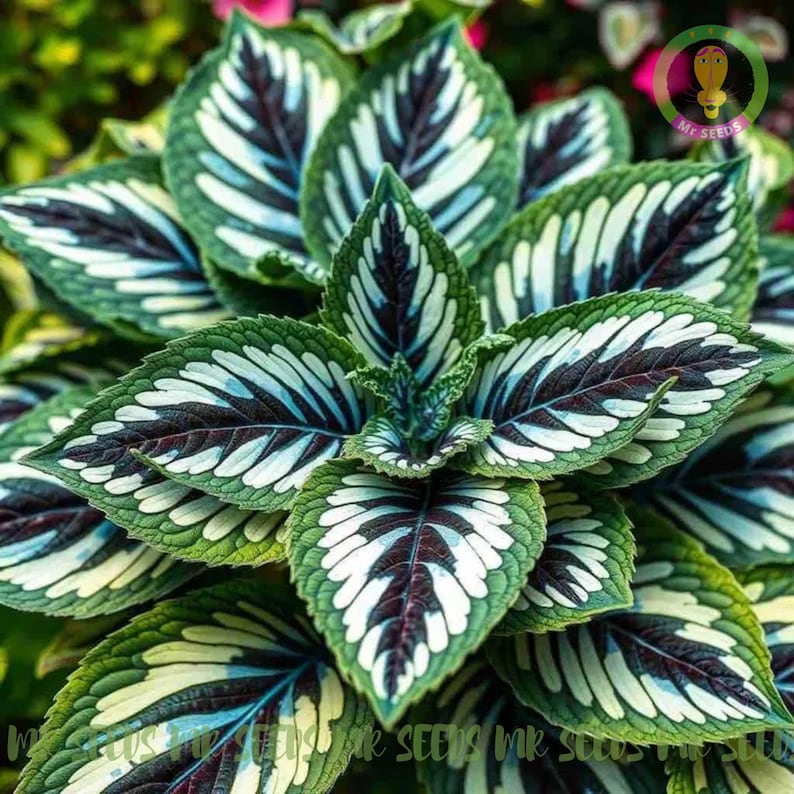 20 Coleus Seeds Rare Color | Heirloom Seeds | Non-gmo Flower Seeds ...