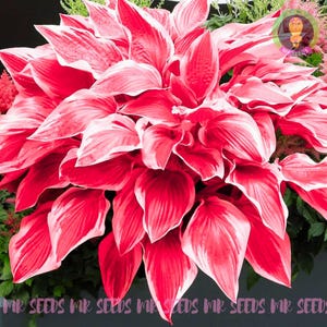 May include: A close-up of a vibrant red and white hosta plant with large, pointed leaves. The leaves have a striking white edge and a deep red centre.