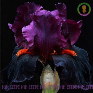 Puede incluir: Primer plano de una flor de iris de color púrpura oscuro con acentos naranja. La flor está en flor y tiene un fondo púrpura oscuro.