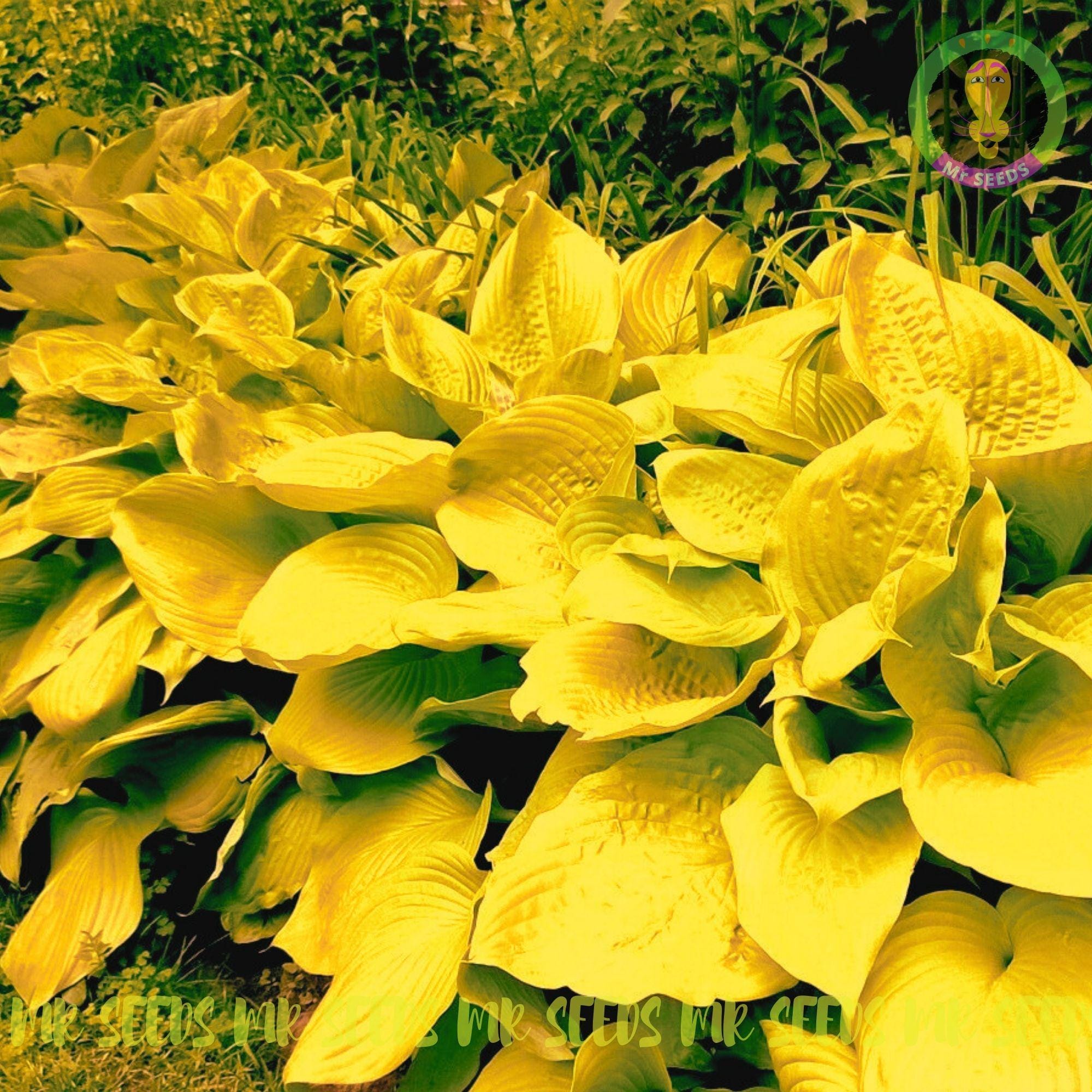 50 Graines De Plantes Hosta - Variété Rouge Blanc Pour Jardin Et Extérieur