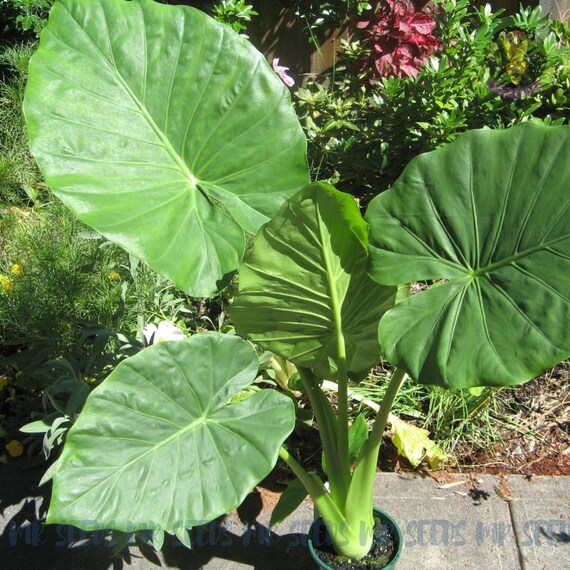 Alocasia lutea 5 Samen | Seltenes Elefantenohr fr Tropischen Garten oder  Innendekor | - Etsy.de