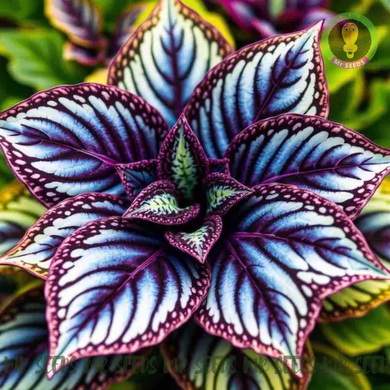 50 Blue Butterfly Coleus Seeds - Rare Heirloom Ornamental Foliage Plant