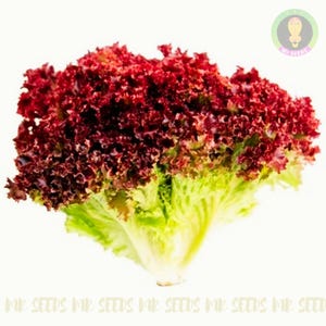 200 Samen Kopfsalat Rote Koralle Samen | Kopfsalat sativa |  Nicht GMO Samen |