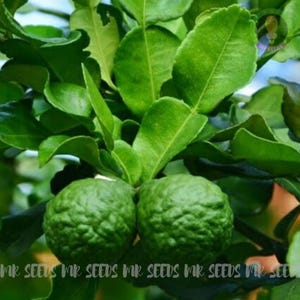 10 Seeds Kaffir Lime | Non GMO Seeds |