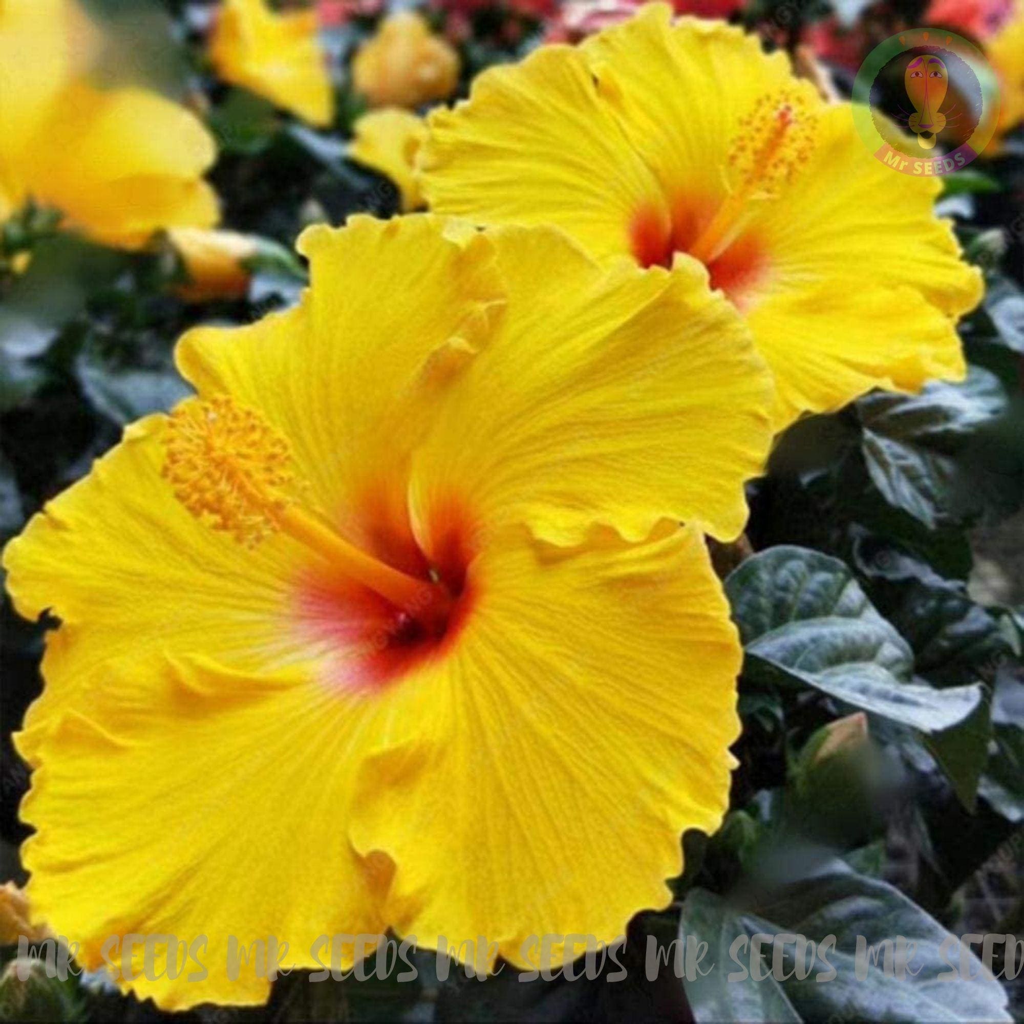 Blue hibiscus seeds - Etsy 日本