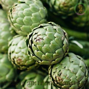 Puede incluir: Primer plano de varias alcachofas verdes. Las alcachofas tienen una superficie espinosa y texturizada y están dispuestas en un racimo.