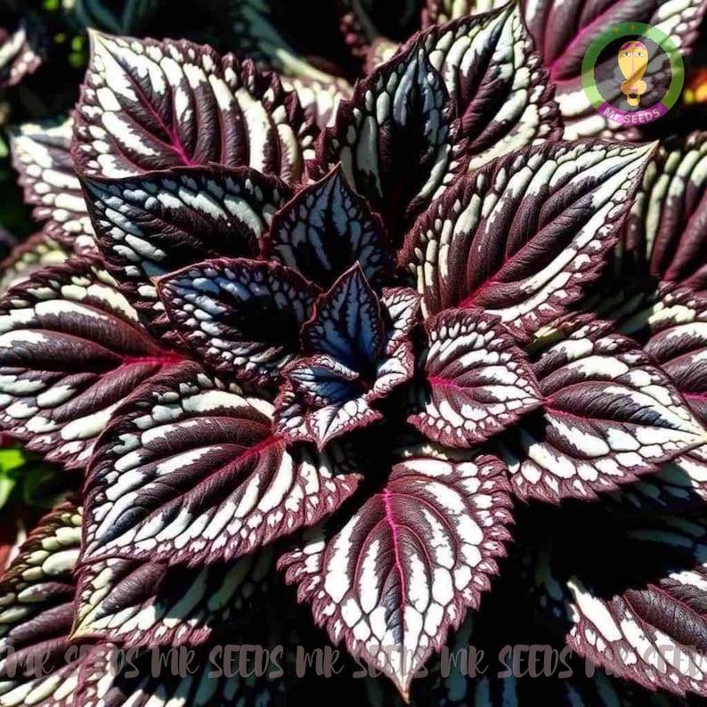 20 Coleus Seeds Rare Color | Heirloom Seeds | Non-gmo Flower Seeds ...