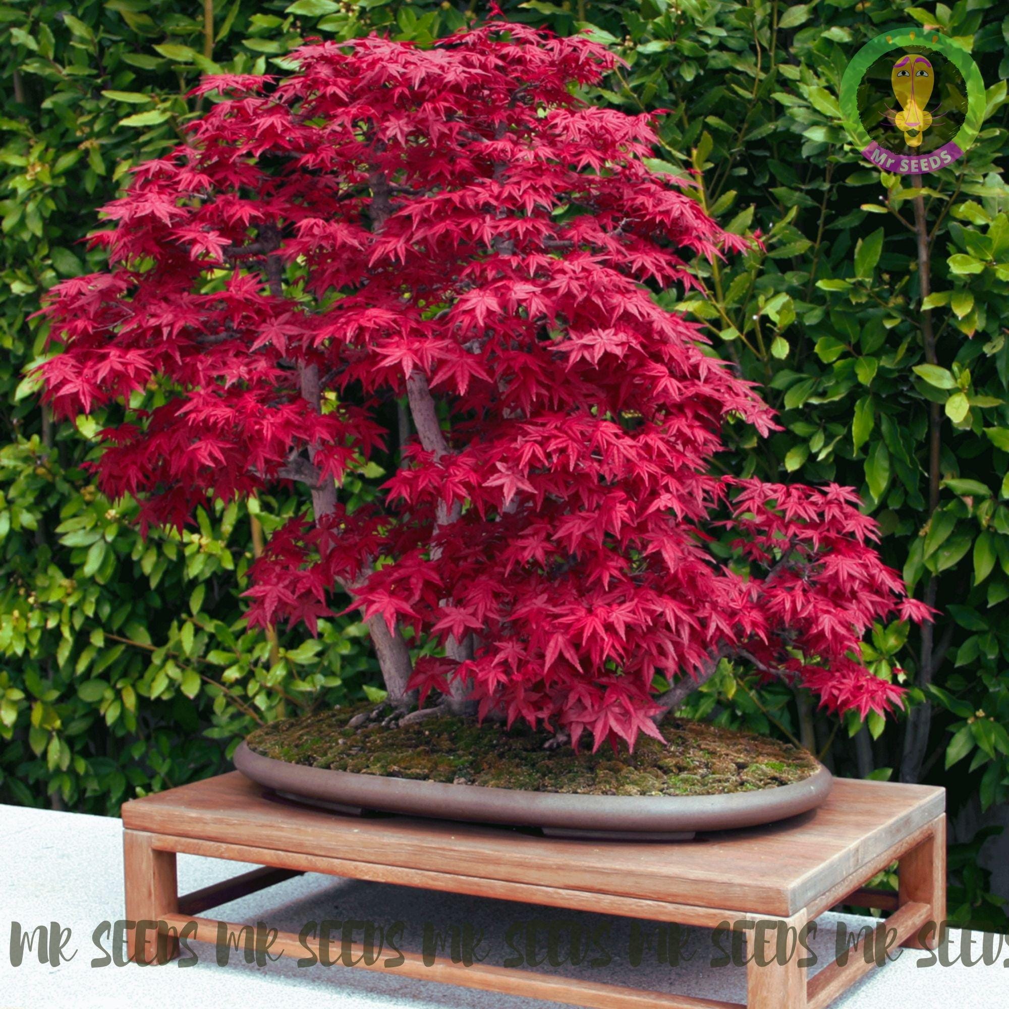 Portal Cool Bonsai Lotus/giglio di acqua Fiore/Bowl-Stagno Portal Cool Bonsai Lotus/giglio di acqua Fiore/Bowl-Stagno