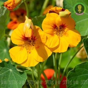 5 Samen Kapuzinerkresse (Tropaeolum majus) | Non-GMO | Essbare Blüten Blätter | Lebendige Gartenblüten |