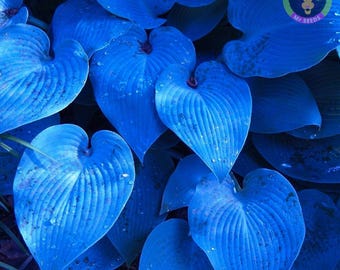 Può includere: Primo piano di un gruppo di foglie di hosta blu. Le foglie hanno forma di cuore e una texture liscia e lucida.