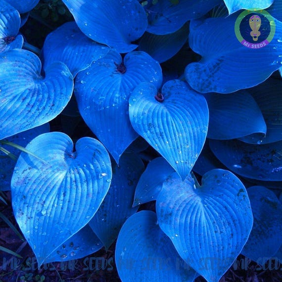 Seltene Blaue Funky Samen | Weie Blumen - Etsy.de