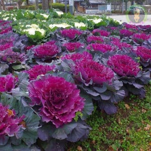 Könnte beinhalten: Ein Gartenbeet gefüllt mit Reihen von leuchtend violetten Zierkohlpflanzen. Die Pflanzen haben große, gekräuselte Blätter in einem tiefen Violettton.