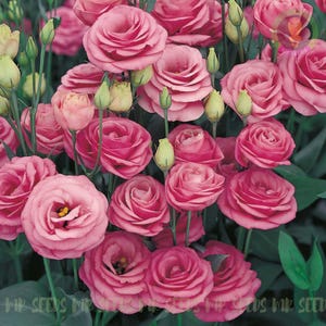 100 Seeds Pink Eustoma Seeds |  Romantic Lisianthus Flowers for Garden, Balcony, Bouquets | Non GMO | Heirloom |
