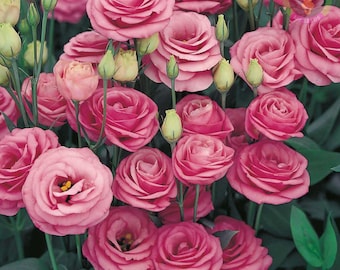 100 semillas de Eustoma rosa / Sin OMG /