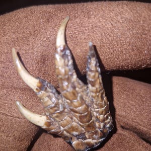 Rarissima zampa di drago tribale