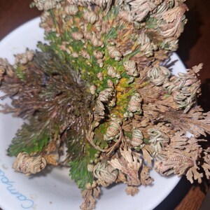 Piante sciamaniche