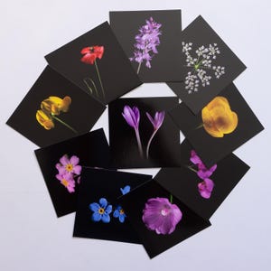 Lot de 10 cartes postales 12x12 cm, collection "La clé des champs"