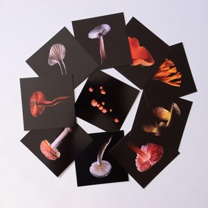 Lot de 10 cartes postales 12x12 cm, collection "Les carpophores"