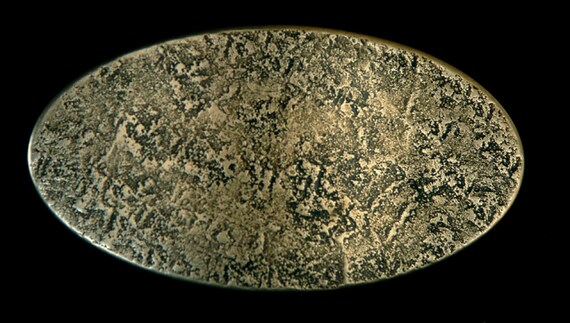 Oval Belt Buckle City Slicker Gold / Silver Hand Forged Rodeo Buckle Signed Original Hypoallergenic Belt Buckle for 1-1/2" Leather Snap Belt