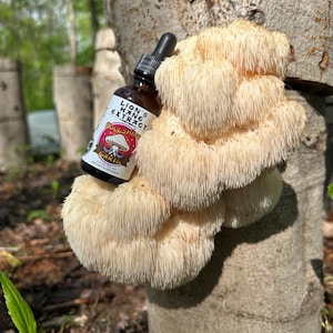 Log-Grown Lion's Mane Mushroom Tincture, Organic Dual Extract