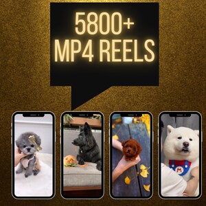 Text reading  5800+ MP4 Reels with smartphone mockups, highlighting format and quantity of included faceless social media videos for TikTok, Instagram, and YouTube Funny Animal Reels Bundle Dog Edition – 5800+ Faceless Videos for TikTok, Instagram | CapCut-Ready with PLR & Master Resell Rights