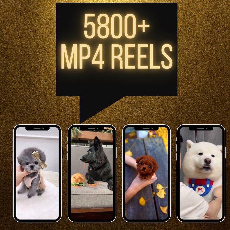 Text reading  5800+ MP4 Reels with smartphone mockups, highlighting format and quantity of included faceless social media videos for TikTok, Instagram, and YouTube Funny Animal Reels Bundle Dog Edition – 5800+ Faceless Videos for TikTok, Instagram | CapCut-Ready with PLR & Master Resell Rights