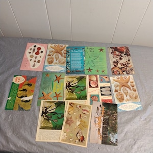 12 Vintage Seashell Seahorse Postcards, uncirculated
