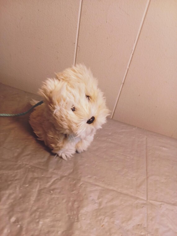 Poupée American Girl Coco Dog, vêtements et livre assortis sur
